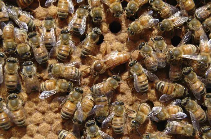 Amenazas a las abejas: conoce sus depredadores y su defensa