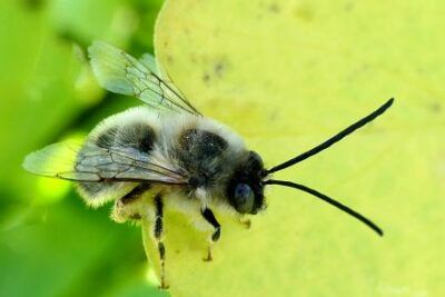 Cómo calmar a las abejas y evitar sus ataques