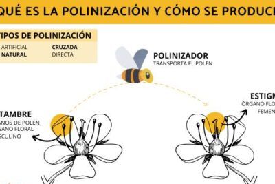 Descubre cómo las abejas contribuyen a la polinización