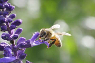 Plantas visitadas por las abejas: guía de botánica apícola